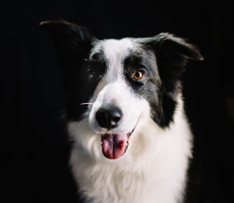 happy dog on black background