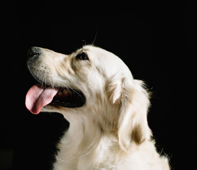 happy lab on black background