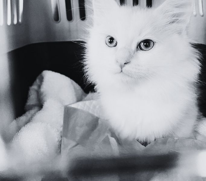 cat in toronto cat transport taxi
