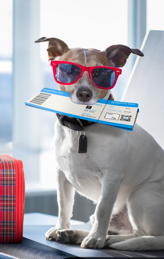dog at airport