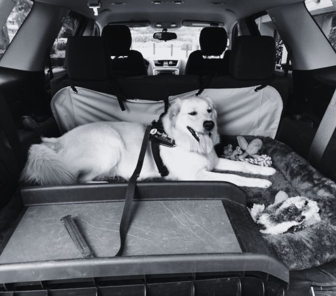chill dog relocation service banner