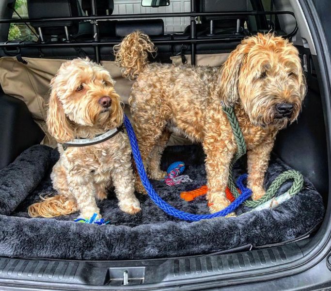 two dogs being transported via toronto pet taxi