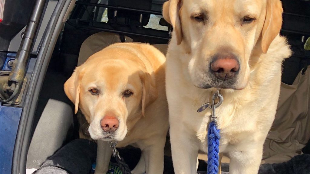two dogs being relocated in the back of a SUV